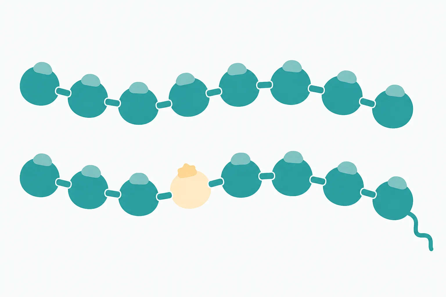 Illustration of two nearly identical chains of rounded beads, one above the other, where the lower chain has one bead in a different colour and a small soft tail attached at one end