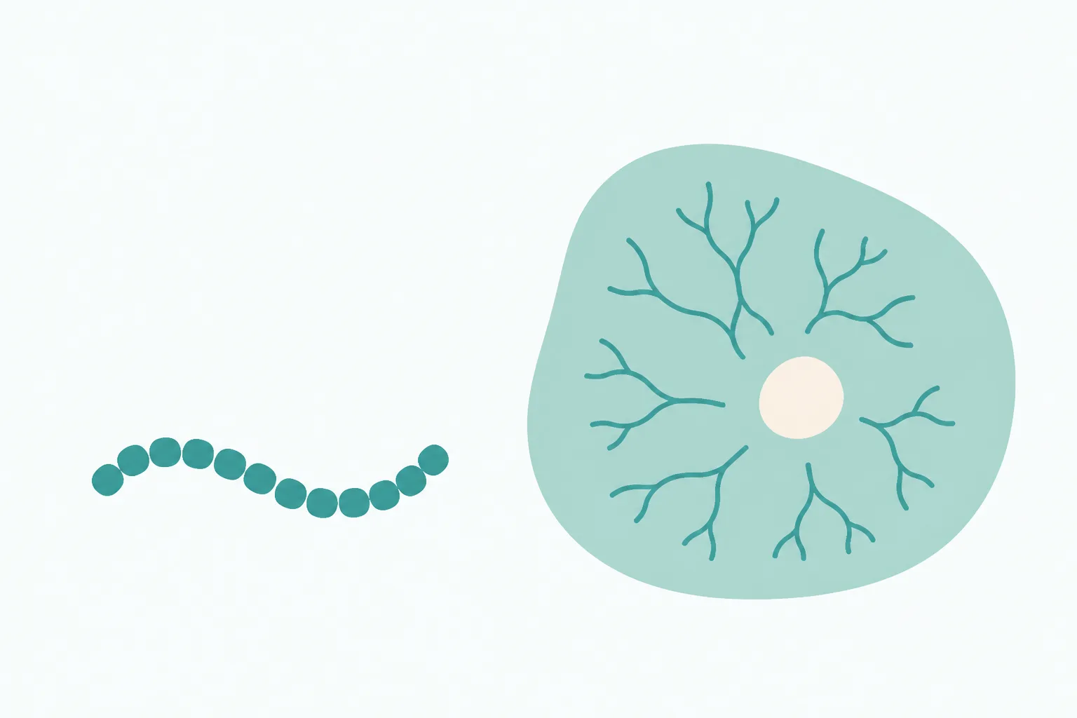 Friendly illustration of a short chain of fifteen rounded beads on the left, and on the right a large smooth pebble shape with slender branching lines growing in from its edge toward a pale patch near the middle, stopping just short of it