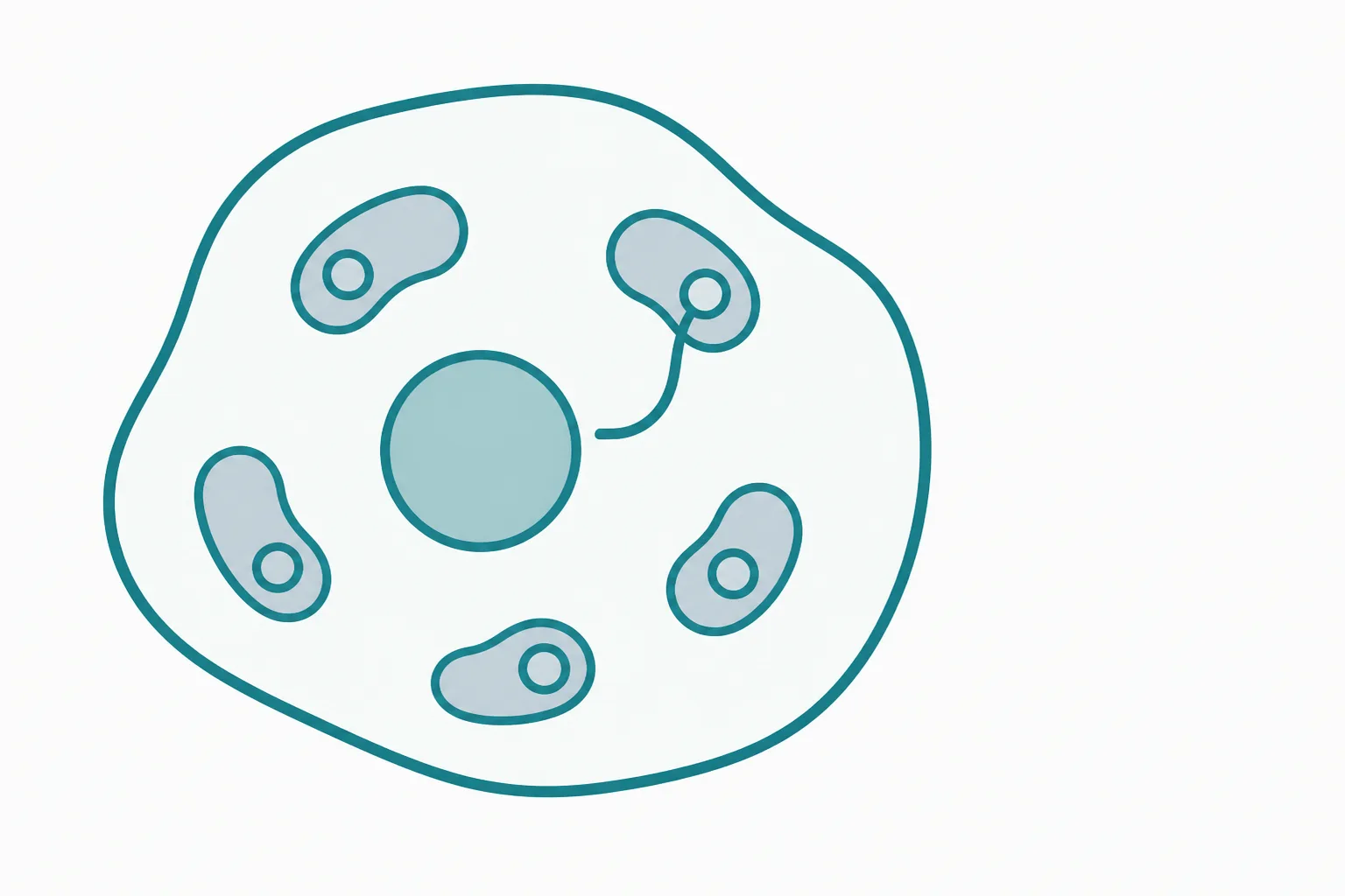 Abstract illustration of a large rounded cell shape holding a central circle, with several small bean-shaped compartments around it, each containing a tiny closed loop, and one slender line travelling from a loop back toward the central circle